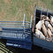 Αυστραλιανή γαλβανισμένη κεκλιμένη ράμπα φόρτωσης βοοειδών/κινητή εγκατάσταση κεκλιμένων ραμπών φόρτωσης βοοειδών εύκολη
