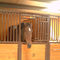 Σταθερά άλογα φρουρών επιτροπής του Γκέιτς πορτών ιππικά ίππεια μπροστινά για την πώληση